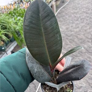 Rubber Plant (Ficus elastica) - Dark Green Leaves